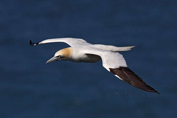 Northern Gannet © Russ Chantler